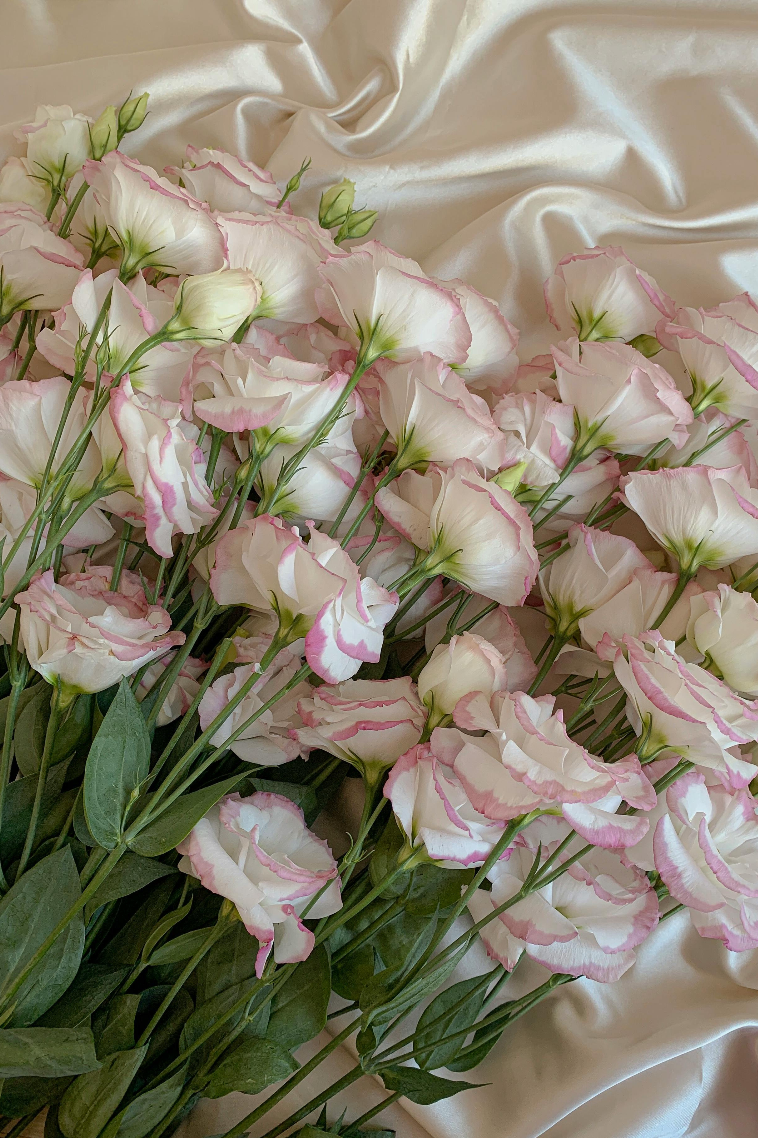 AESTHETIC ENHANCEMENT BUNDLE